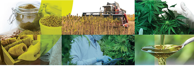 Hemp and CBD